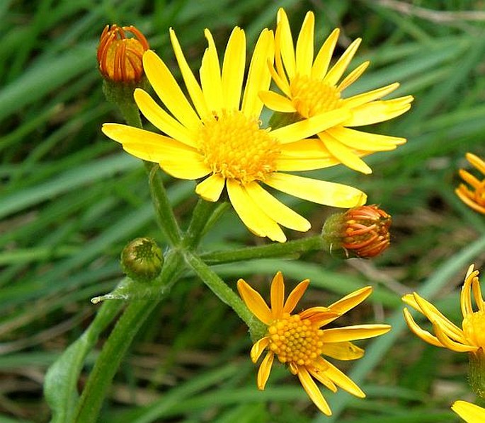 TEPHROSERIS AURANTIACA (Hoppen ex Willd.) Griseb. et Schenk – starček oranžový / popolavec oranžový