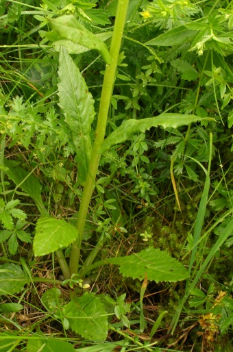 Tephroseris longifolia subsp. moravica