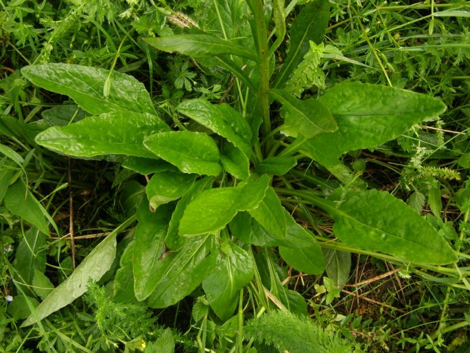 Tephroseris longifolia subsp. moravica