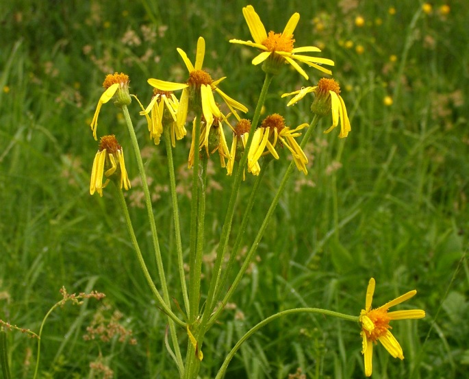 TEPHROSERIS LONGIFOLIA subsp. MORAVICA Holub – starček dlouholistý moravský / popolavec dlholistý moravský