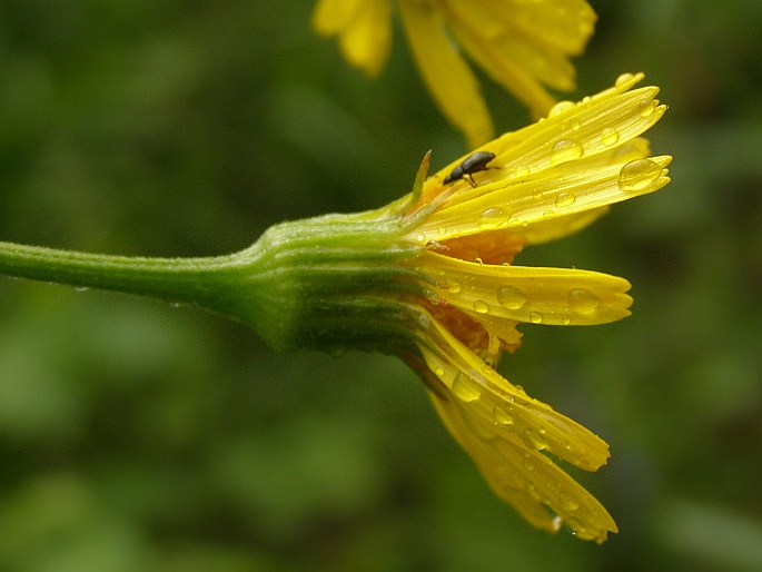 Tephroseris longifolia subsp. moravica