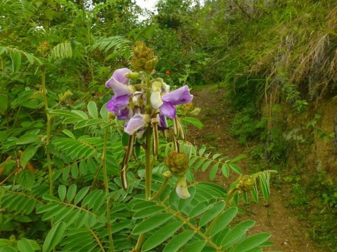 Tephrosia vogelii