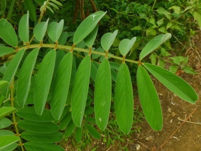 Tephrosia vogelii