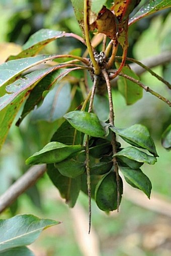 Terminalia bentzoë