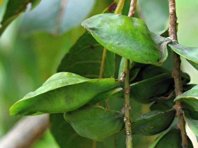 Terminalia bentzoë