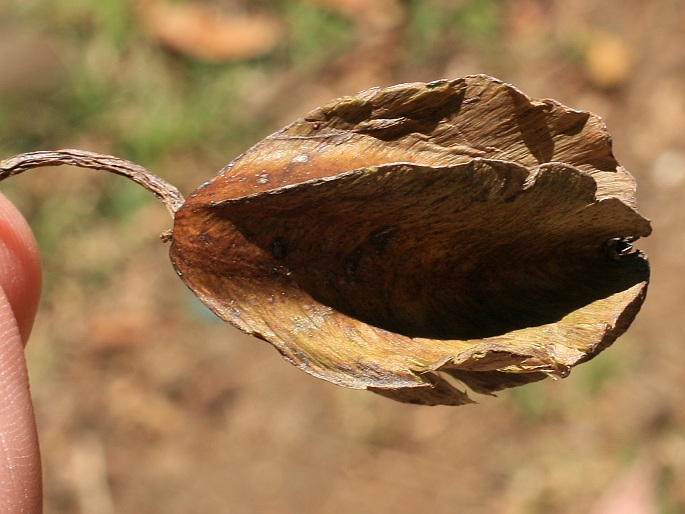 Terminalia arjuna