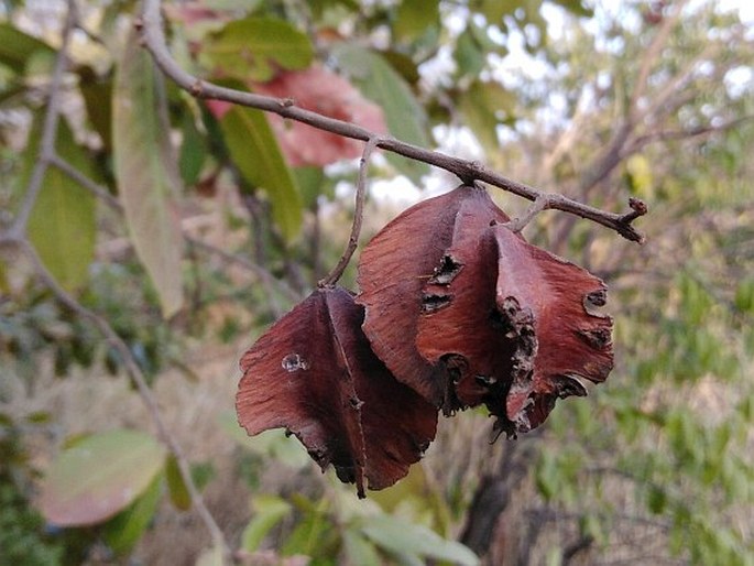 Terminalia cuneata