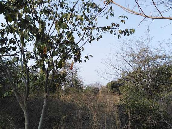 Terminalia cuneata