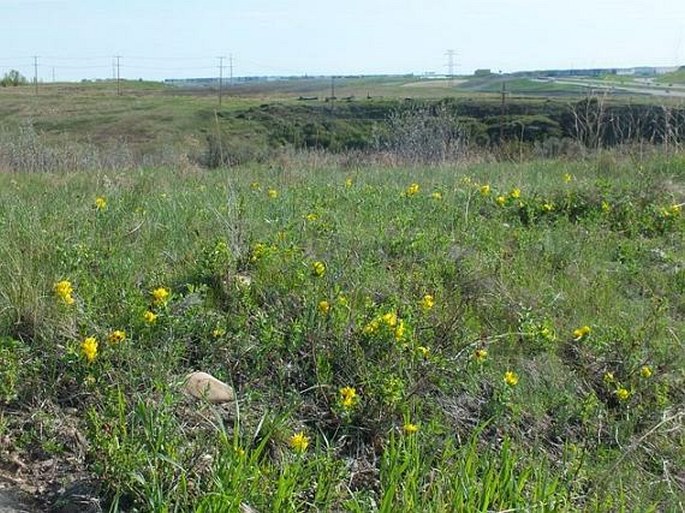 Thermopsis rhombifolia