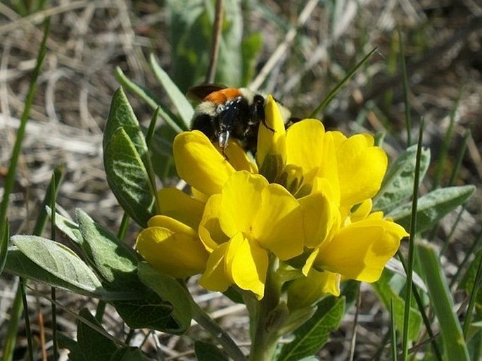 Thermopsis rhombifolia