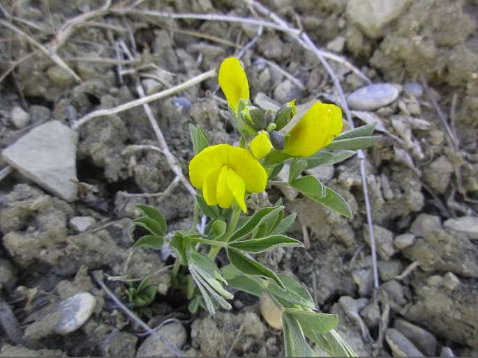 Thermopsis rhombifolia