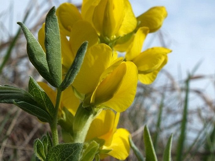 Thermopsis rhombifolia