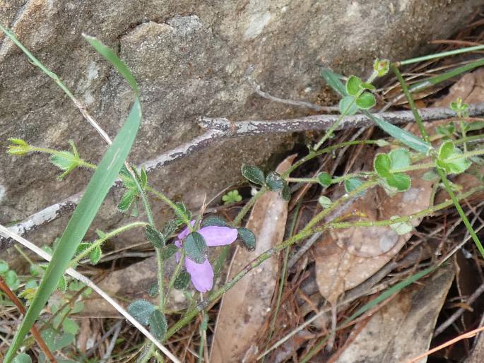 Tetratheca ciliata