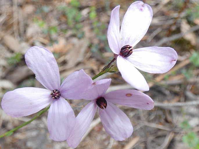 Tetratheca ciliata