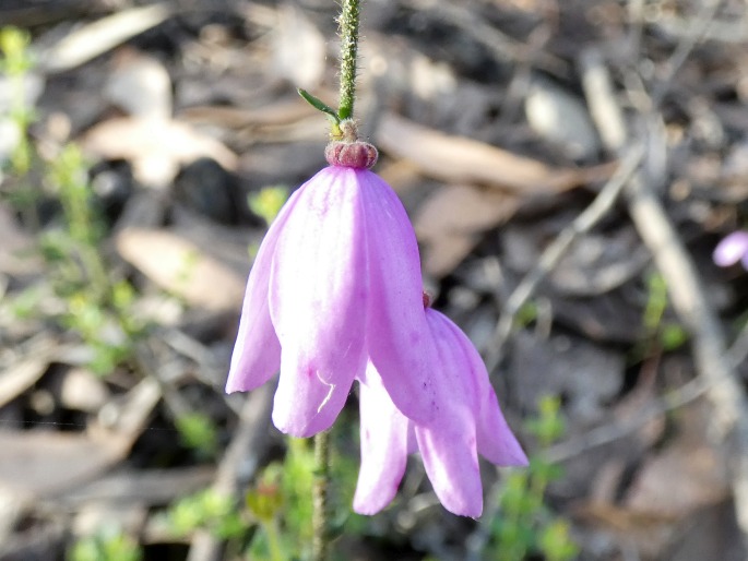 Tetratheca ciliata