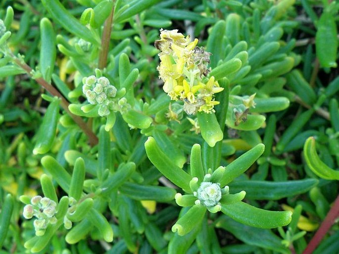 TETRAGONIA FRUTICOSA L. – čtyřboč / štvorbôčik