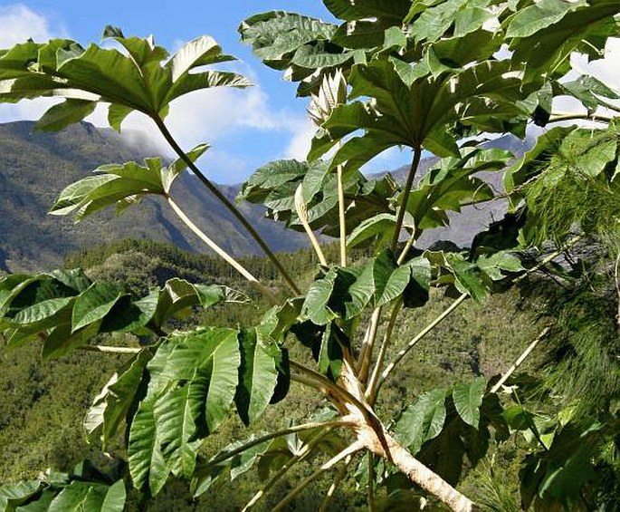 Tetrapanax papyrifer