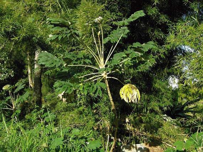 Tetrapanax papyrifer