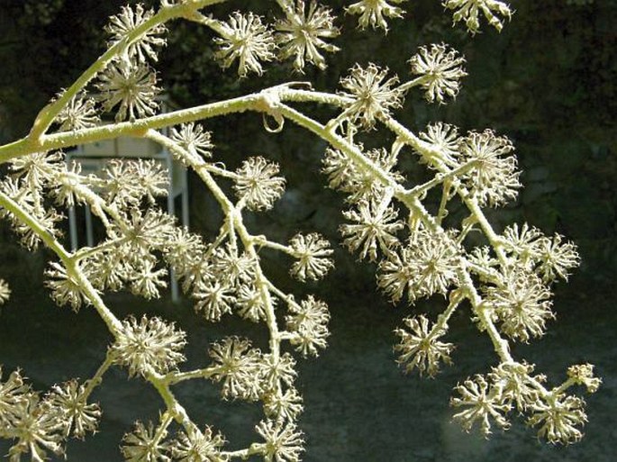 Tetrapanax papyrifer