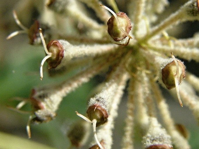 Tetrapanax papyrifer