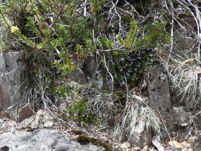 Tetratheca procumbens