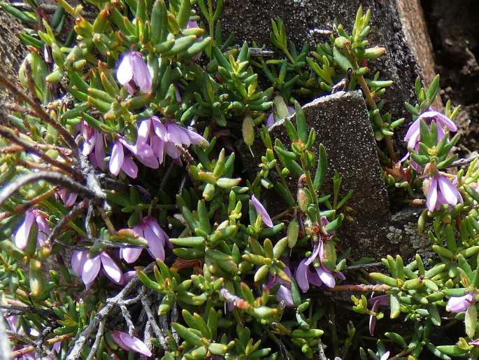 Tetratheca procumbens