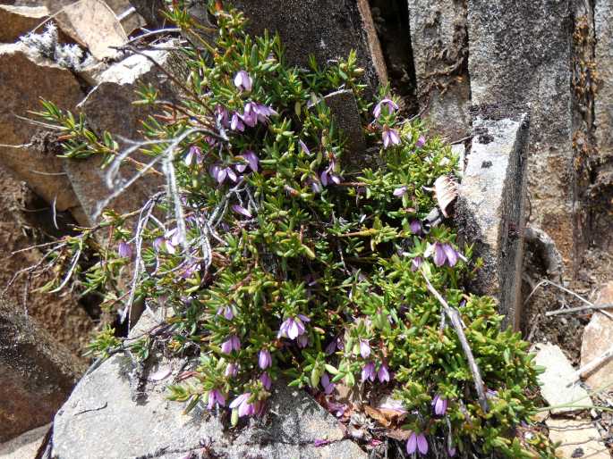 Tetratheca procumbens