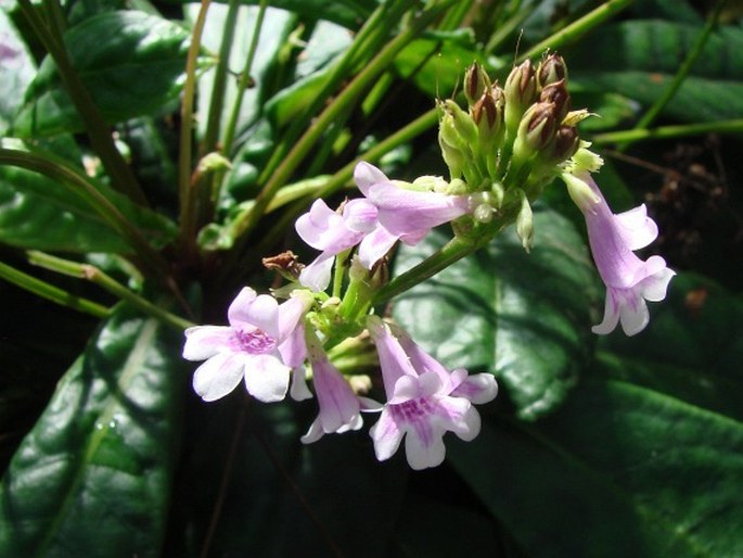 TETRANEMA ROSEUM (M. Martens et Galeotti) Standl. et Steyerm.