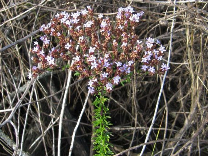 TETRASELAGO WILMSII (Rolfe) Hilliard et B. L. Burtt