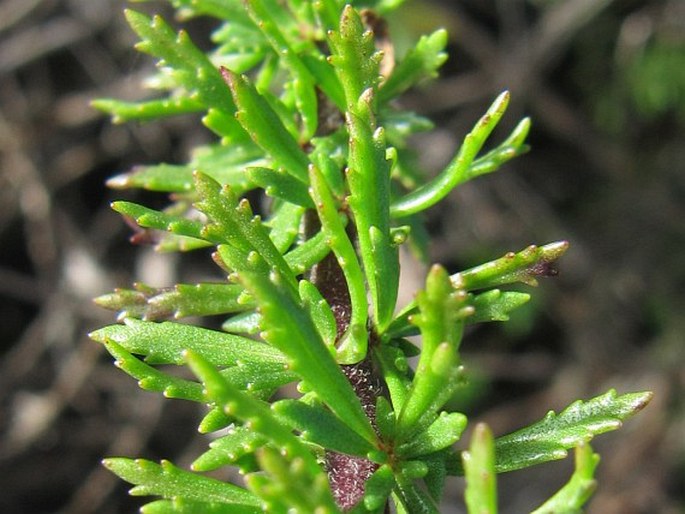 Tetraselago wilmsii