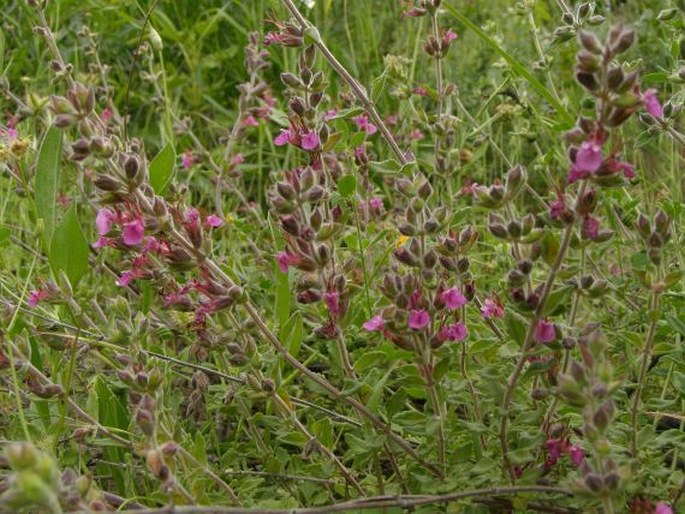 Teucrium divaricatum