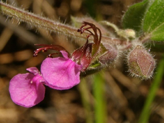 Teucrium divaricatum