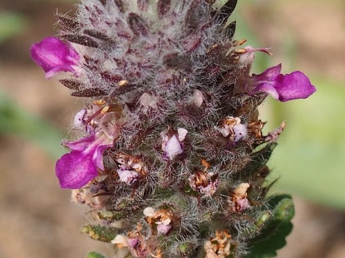 Teucrium nummularifolium