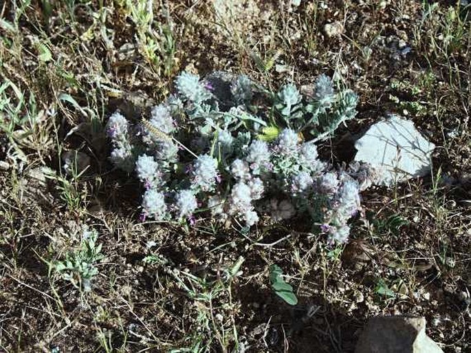 Teucrium nummularifolium