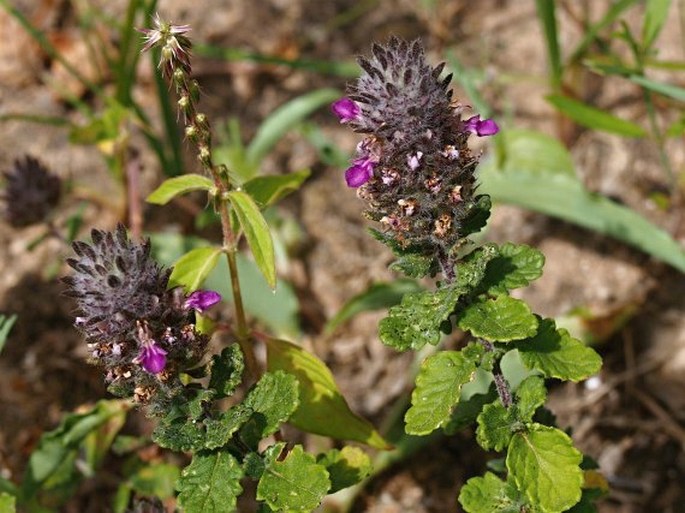 Teucrium nummularifolium