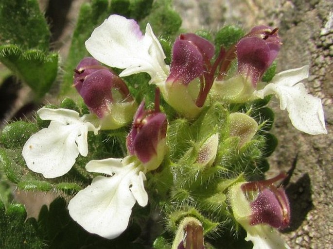 Teucrium pyrenaicum