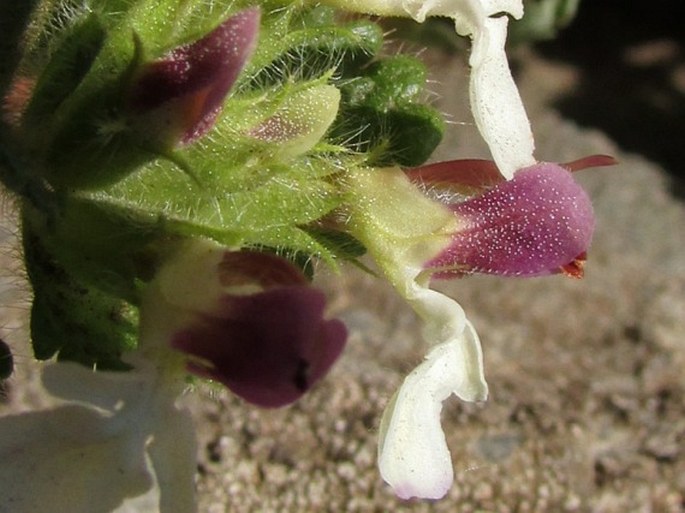 Teucrium pyrenaicum