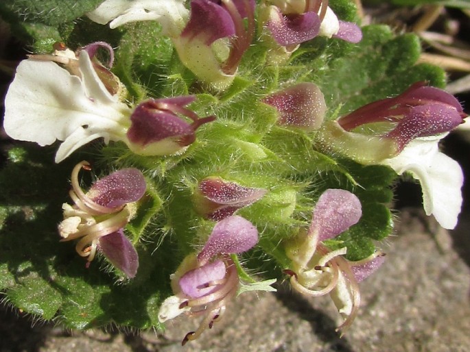 Teucrium pyrenaicum