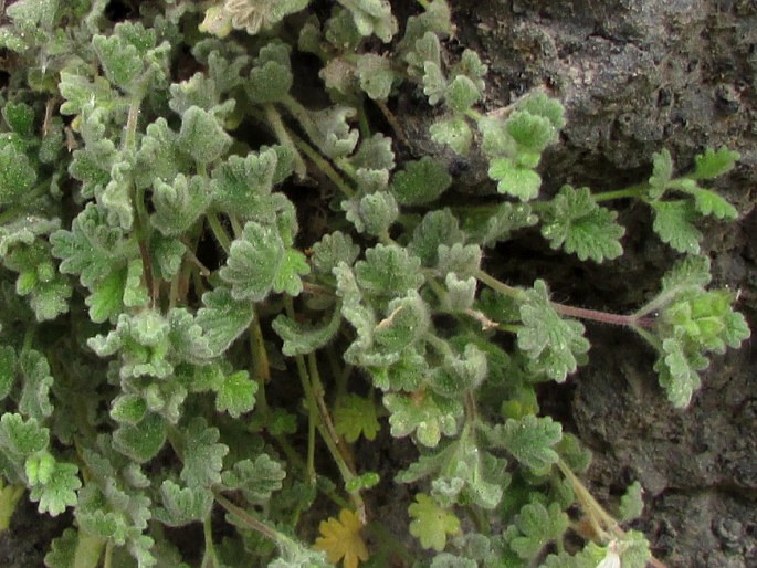 Teucrium rotundifolium