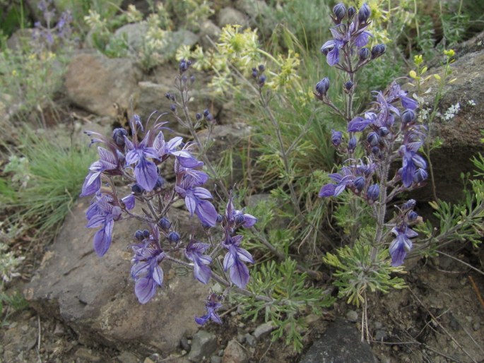 Teucrium orientale