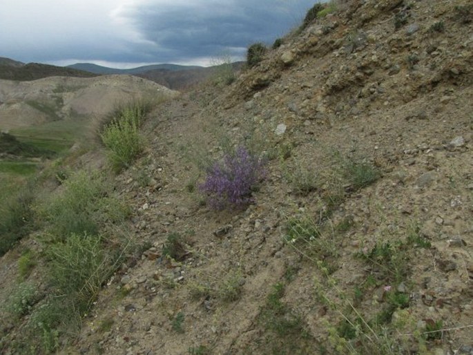 Teucrium orientale