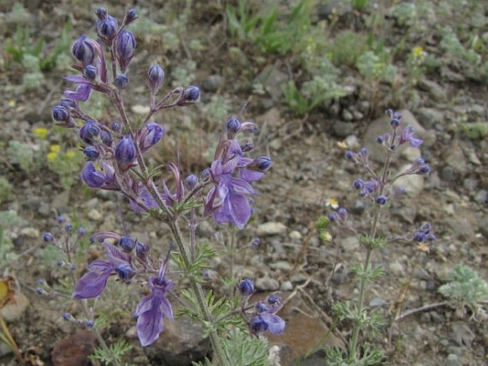 Teucrium orientale