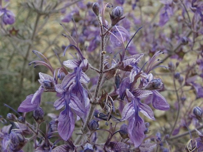 TEUCRIUM ORIENTALE