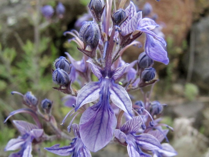 Teucrium orientale