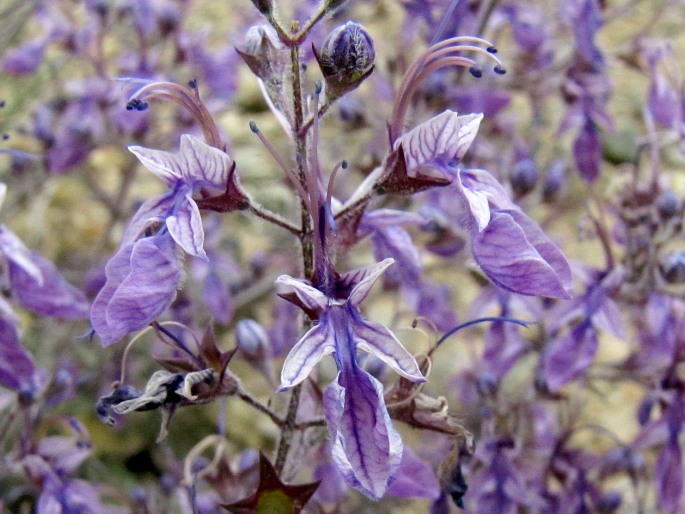 Teucrium orientale