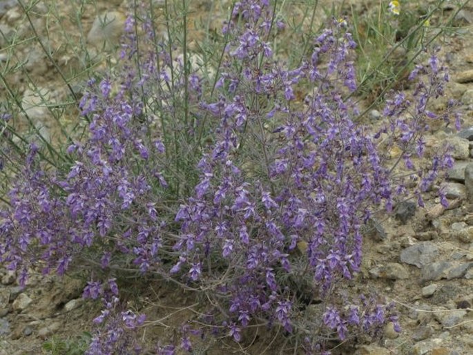 Teucrium orientale