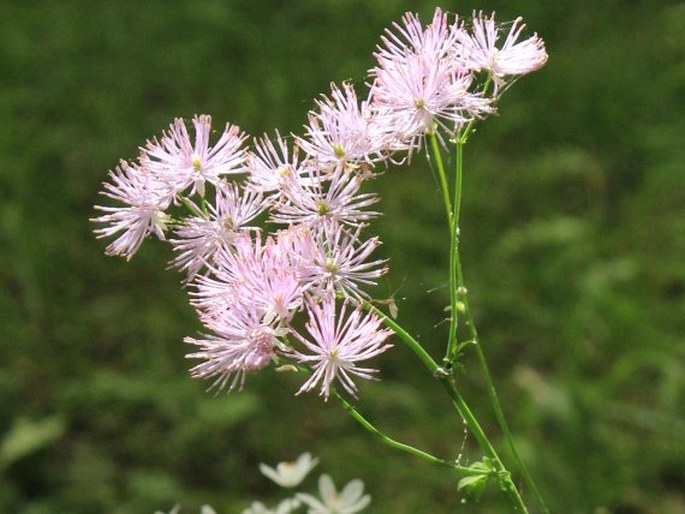 THALICTRUM CALABRICUM Spreng. - žluťucha / žltuška