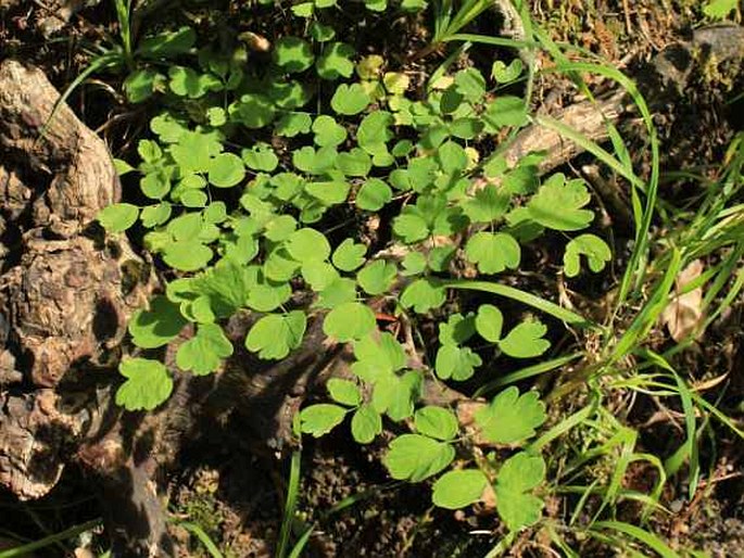 Thalictrum calabricum