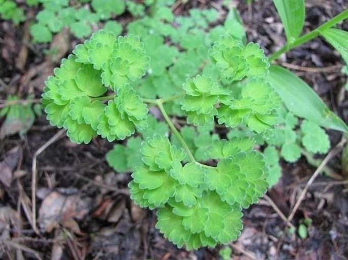 Thalictrum venulosum