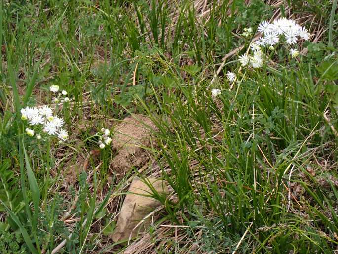 Thalictrum petaloideum